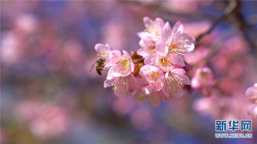 如春|醉美冬韵·抚仙湖畔樱花