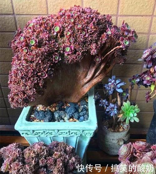 养肉的最高境界 多肉都缀化了 长成了小树桩 像极了孔雀开屏 快资讯 养肉的最高境界 多肉都缀化了 长成了小树桩 像极了孔雀开屏 快资讯