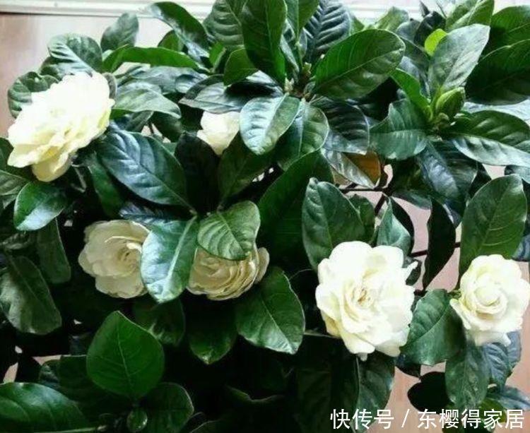 5种花适合懒人养殖,1个月不管也能养活,花开美艳