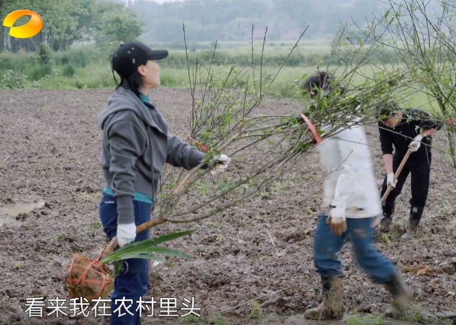 干活|蘑菇屋种树, 那英随口一句话是对陈赫李诞的最大讽刺!