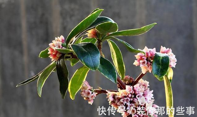 夏季养金边瑞香，这些事情不能耽误，不然萎蔫又烂根