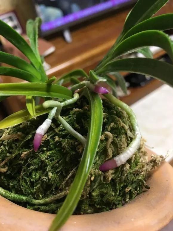 根壮|3种药片养花有“奇效”,浇水溶1片,叶绿根壮,比花肥厉害