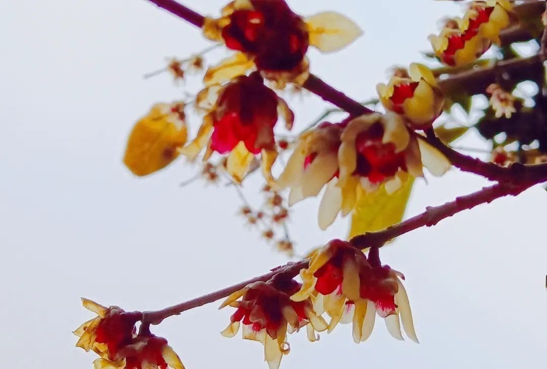 雪小禅$散文诗:不怨梅开早,不嗔雪落迟