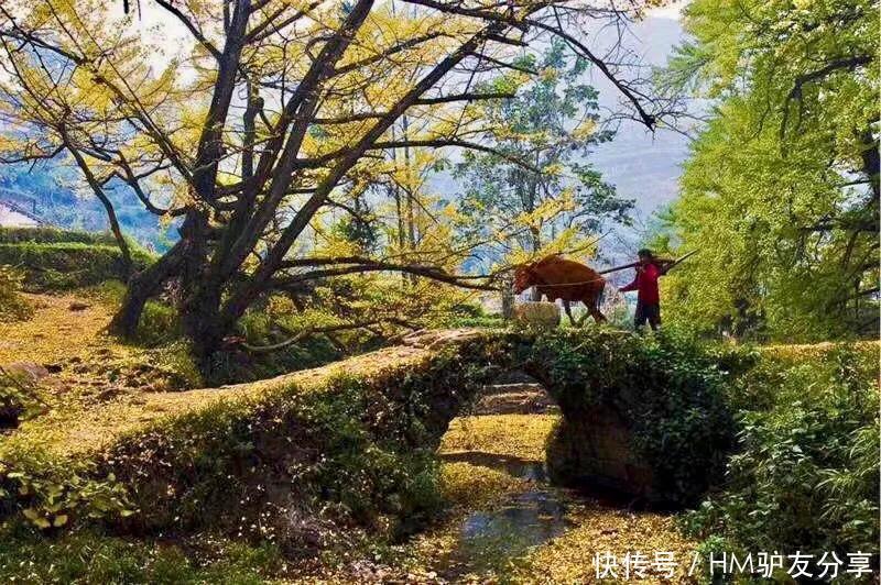 银杏树|只有冬天来了，才能感受到秋的魅力