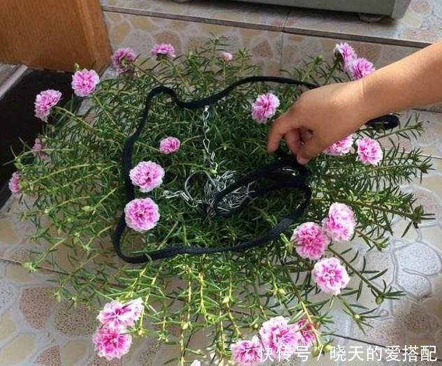 仙人球|五种比吊兰绿萝还好养的花,沾土即活,开到爆盆,阳台变花海!