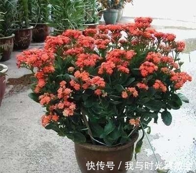 长寿花爆盆技巧有哪些,知道这些方法,养护起来更加轻松!