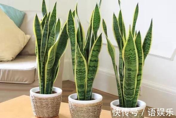 君子兰|往花盆里放点它,君子兰、虎皮兰就会疯长,叶茂花艳爆满整个花盆