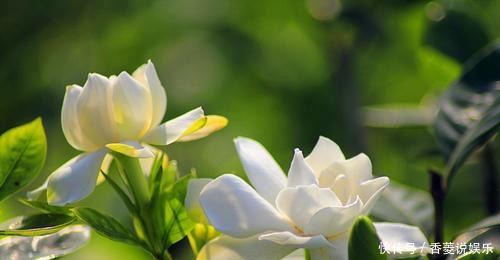 5种盆栽花卉,年前尽量别买,脆弱不好养,一般家庭养不活!