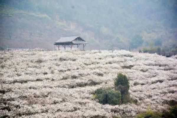 七里乡|浙江一大波梅花正在盛放，这份家门口的赏花地图快收好！