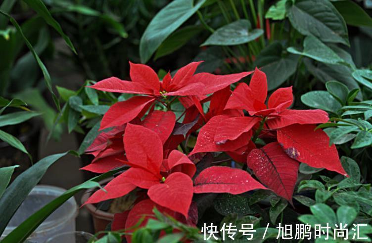 6种“娇艳”花,汁液剧毒,家里有的赶紧搬出去,你家养了几种?