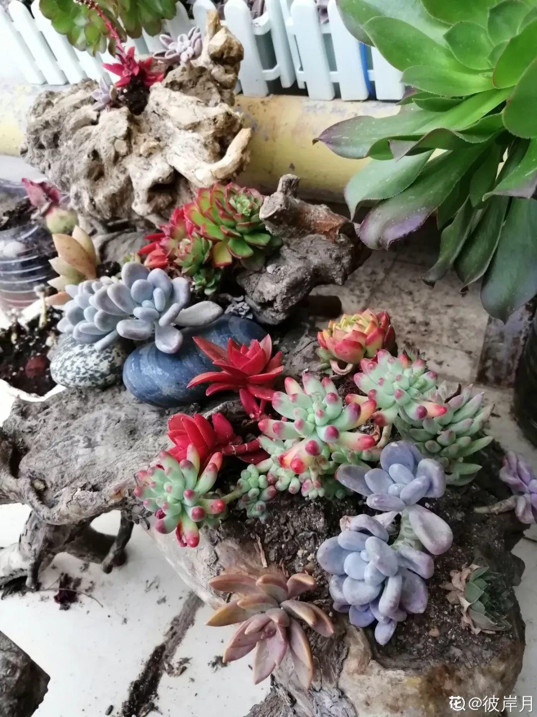 山上捡个大树桩,火烤一遍种多肉,3天服盆1年变老桩!