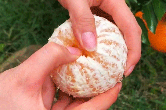 爱马仕|舌尖爆汁！橘子届的“爱马仕”进入采摘期，你千万别错过！