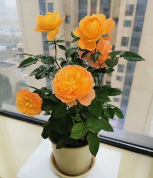 月季花株型总是长不好?学会正确的打顶方法株型长的正!