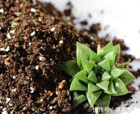 多肉皱巴巴,浇水也不活教你4招,养的圆滚滚,红扑扑!