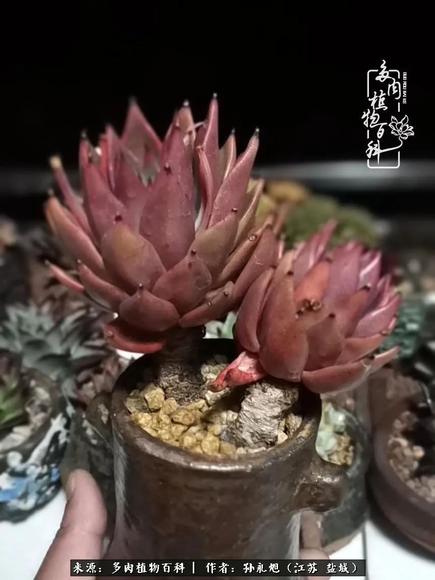 养多肉三年多九万里悟道，终归诗酒田园！