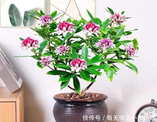 年底买花，选此6类花，大气又添彩！