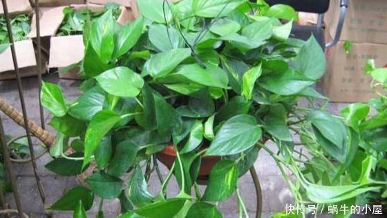 种花|秋天养此3种花,只需要浇点水,越来越旺,长疯了!