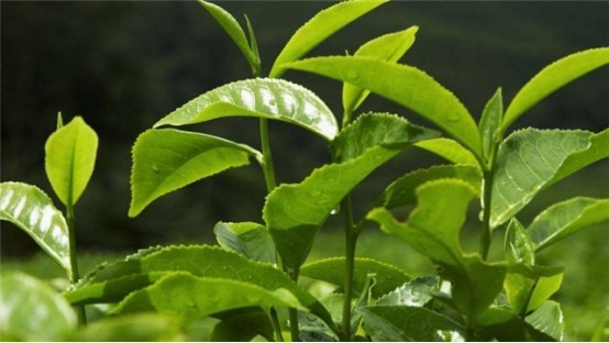 3种摘片叶子就能活的花,懒人最爱,俩个月就爆盆!