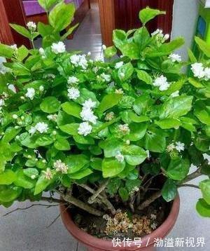 阶段|茉莉花“虚弱”的3个阶段！不能晒！越晒越傻