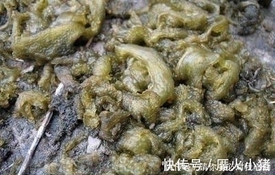 农村这东西看着非常恶心，下雨后出现是人们争相抢食的美味