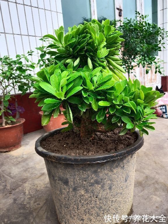 在家养几盆“丑八怪”,霸气镇宅安全感十足,寿命还特别长