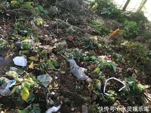 路边一堆“名贵花”,丢人也要捡,捡回家养2个月就开花!