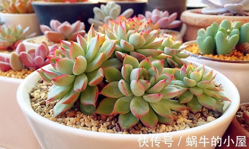 花土|给多肉上盆该注意的细节问题