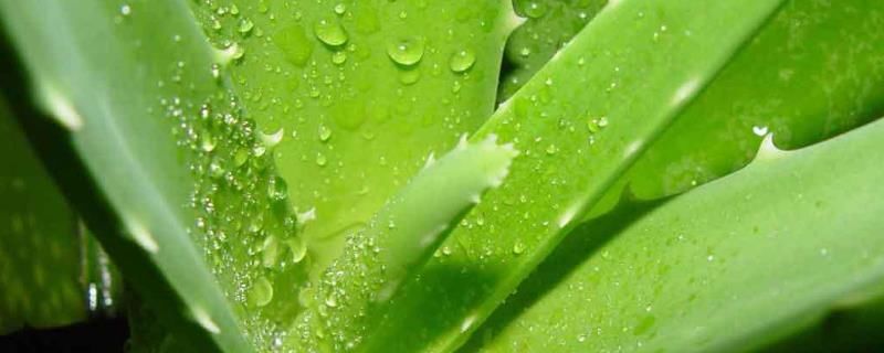 晒伤芦荟敷脸有多久
