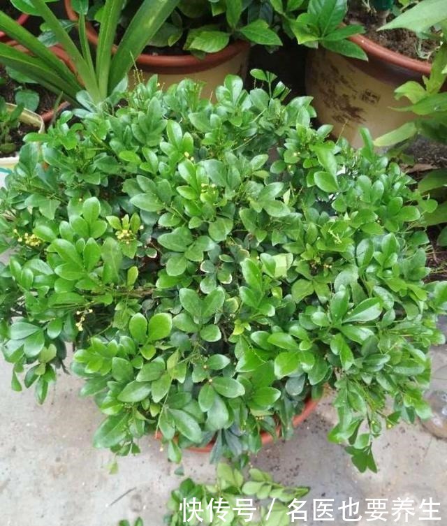 花香堪比香水,邻居大妈都追着问,眼馋极了!