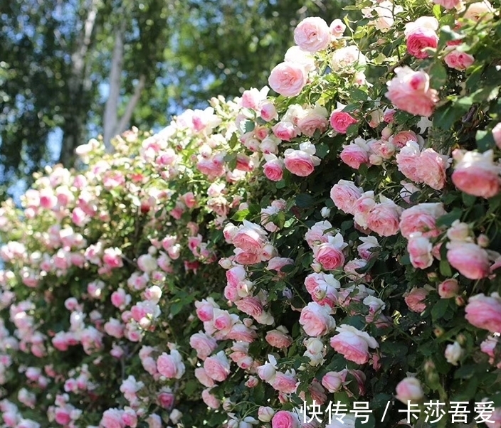 几种超美的爬藤花，家有花园种一棵，1年爬满墙，开成花瀑布