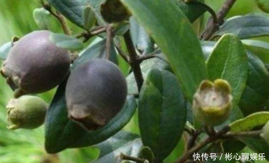 药剂|助阳补阴，明目壮肾的乌饭子，农民掌握种植要点，收获高产乌饭子