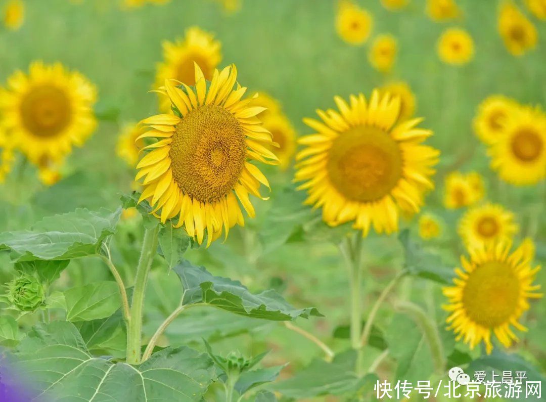 花海|昌平金色花海初盛开，云赏美醉乡村的向日葵