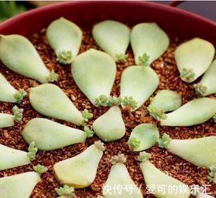 多肉嘴最挑,要喝茶叶水,对吗