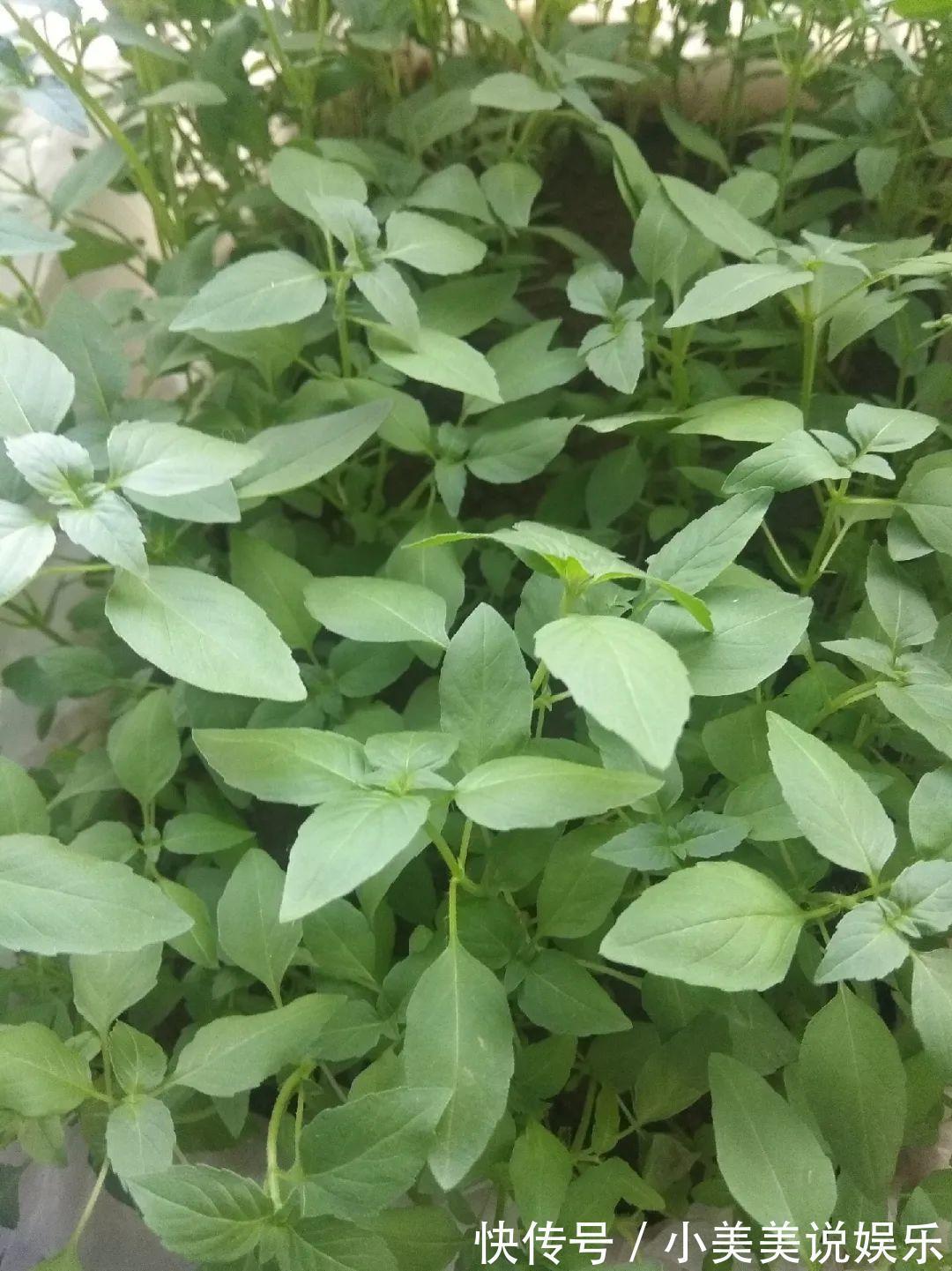 长春花|7种花最干净,门口、窗台放一盆,蚊虫不敢靠近!