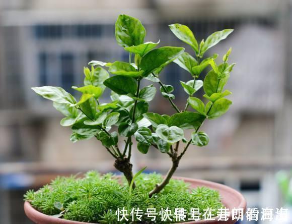 天冷|天冷了,15种漂亮花喜欢“大太阳”,多晒长得壮,花更多