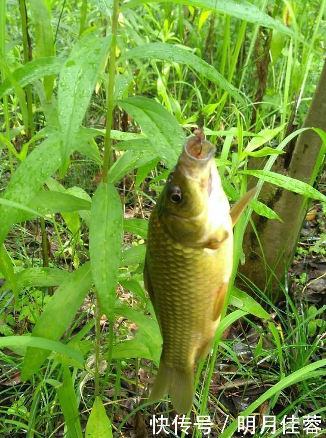西南风|野钓小技巧浮漂做一个小改动,惊鱼几率大降