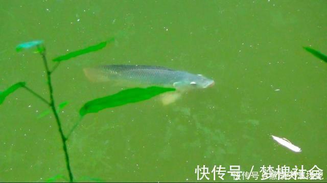 这2种鱼已成功“入侵”我国,吃货也束手无策,钓到该如何处理