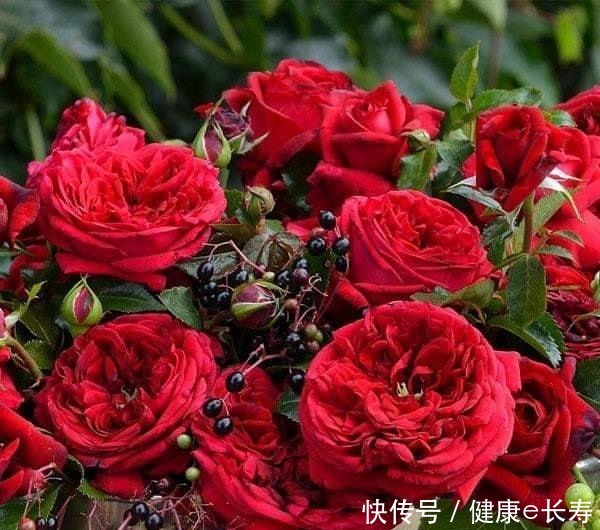 25个抗性超好的月季品种,又好养开花有多,新手好养适合盆栽!