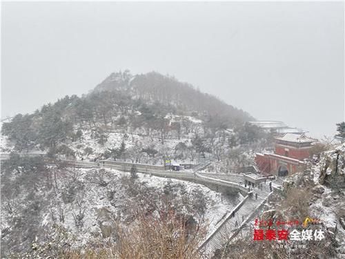 下雪|泰山又下雪啦！青山原不老，为雪而白头