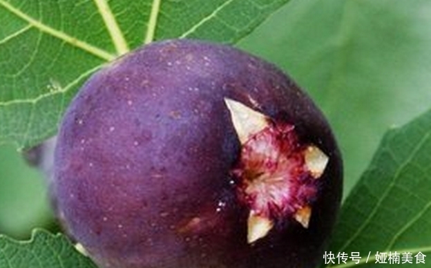 越烂越|今天真是长知识了,有些人还不明白,无花果竟然越烂越好吃!