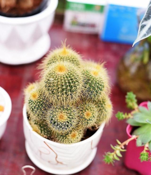 6种“懒人花”可真皮实,一个月不浇水,太阳越晒,开花越泼辣