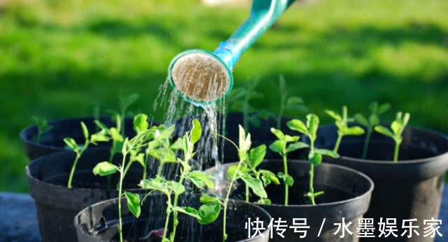 马铃薯|3种“果汁”生根水,扦插大显身手,能吃能喝的生根剂