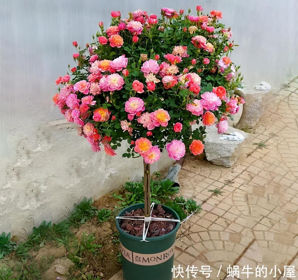 可爱|有一种花好可爱,像棒棒糖一样,只听名字就觉得心里好甜