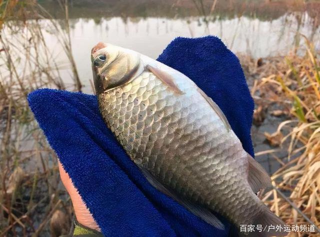 气温大幅下降的11月该钓深还是钓浅记住这2点是关键！