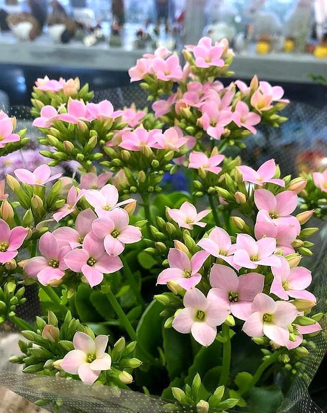 长寿花到了现在,还是不开花,几个原因告诉你,让它快速出花苞!