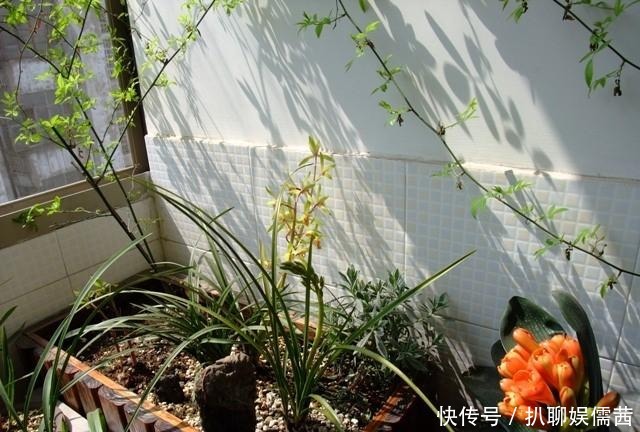  技巧|夏天养兰也有小技巧 学会了 花开满阳台