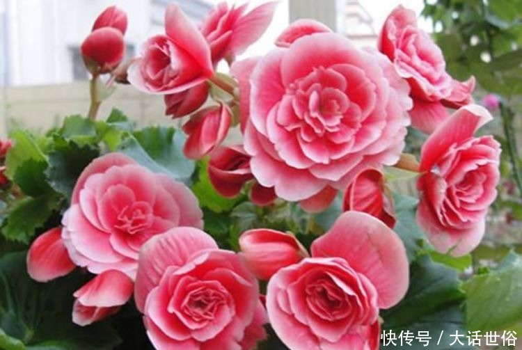 4种花漂亮又好养，比牡丹好看，放阳台，开爆一整年！