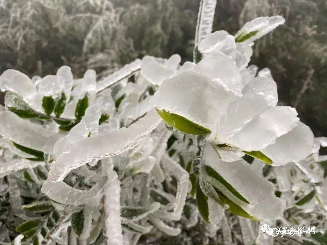 记忆 ｜寒潮再次来袭，还记得前几天的雪吗？