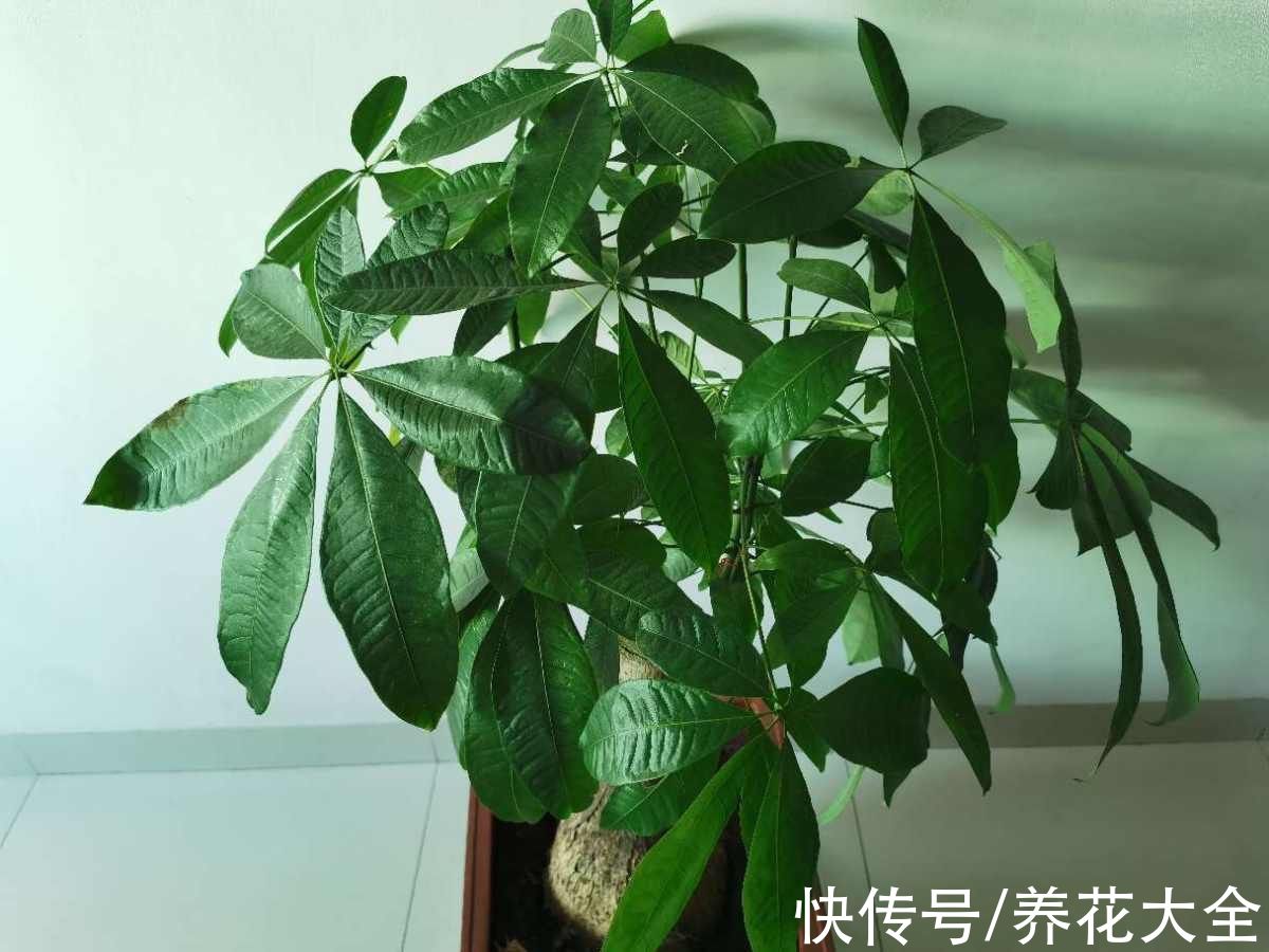 花花|养4种花别“手贱”，粗放养护才能养得好，越勤快越养不活