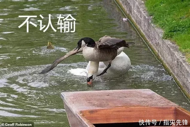 剑桥|剑桥“水怪”!揍人打狗未逢敌手?这么嚣张居然是女王给ta撑腰